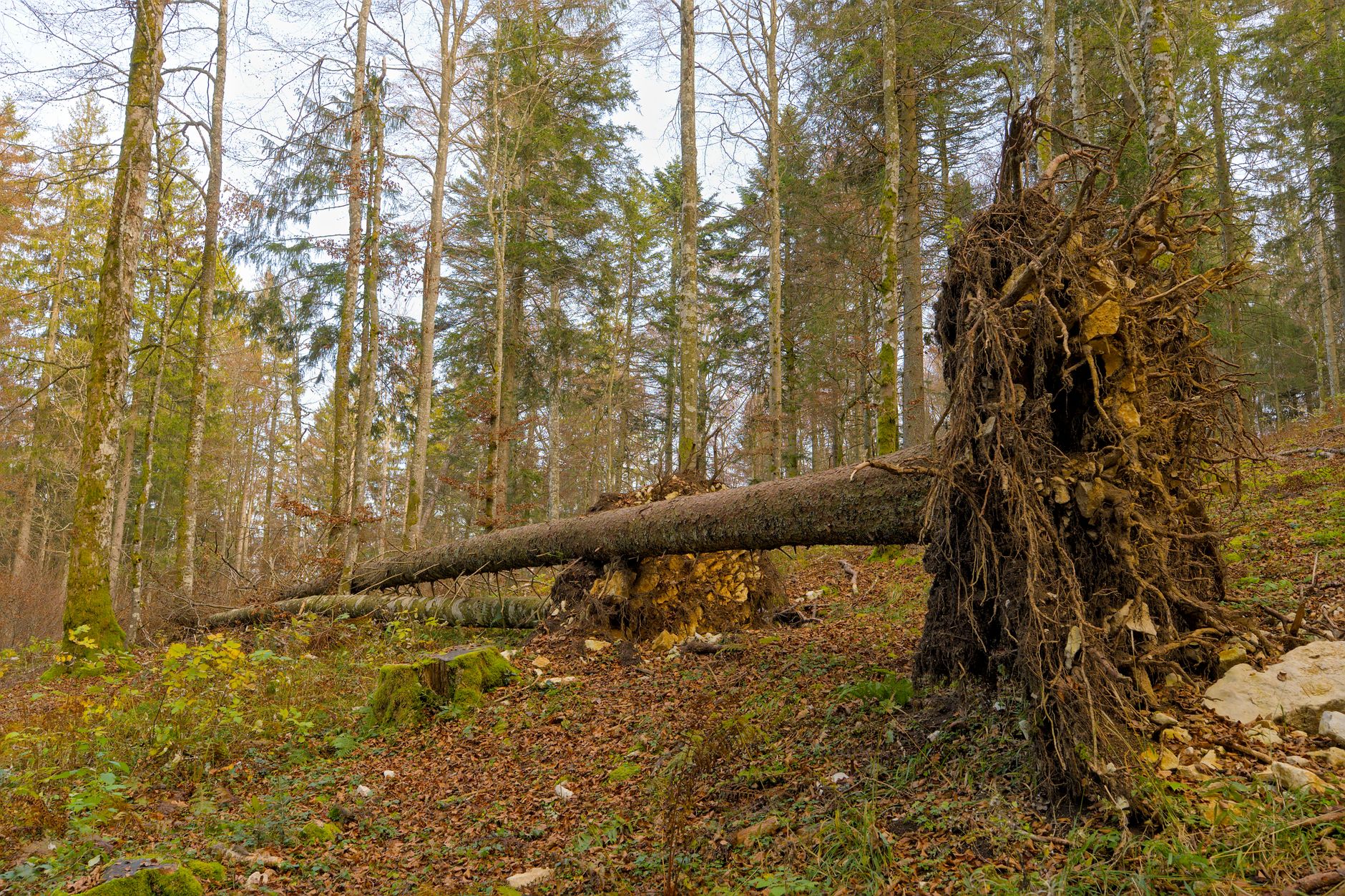 Enlèvement arbre urgence Meurthe-et-Moselle